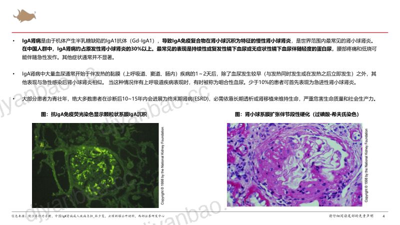 IgA肾病行业报告:多项靶点临床试验进展积极IgA肾病新药步入收获期-241223(53页) 第3页