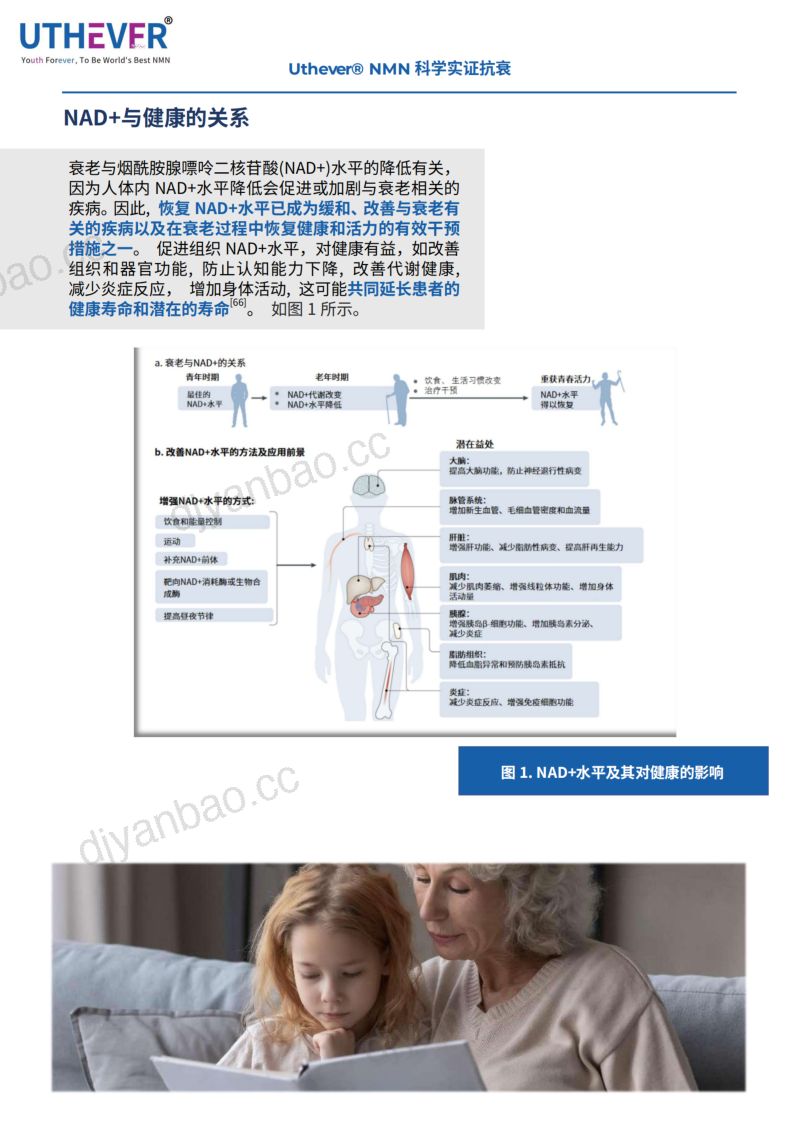 音芙医药&新营养：NMN白皮书（12页） 第3页