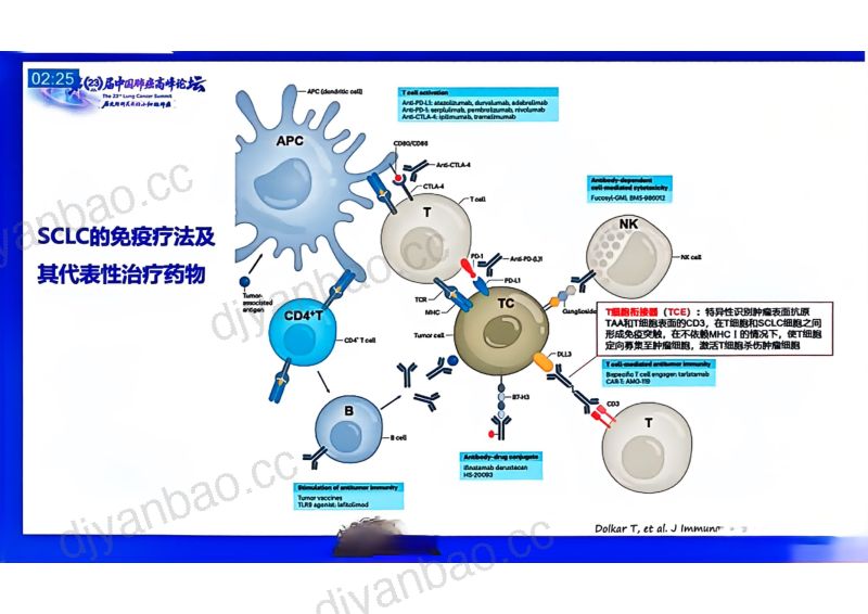 热点讨论：聚焦T细胞衔接器和免疫新疗法 第2页