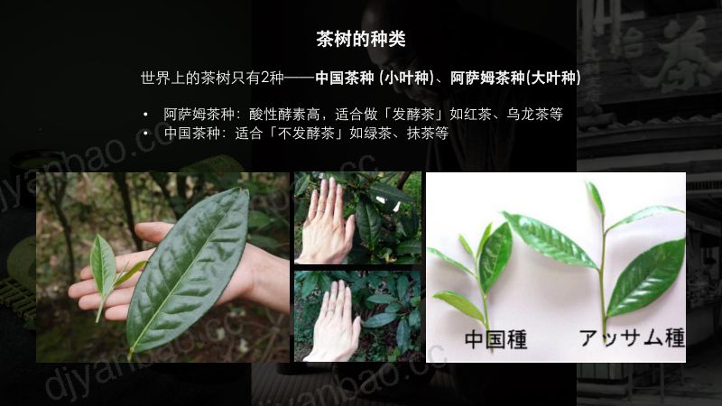 万物皆抹茶-李宸安 辻利茶铺-Foodaily FBIC2024 第3页