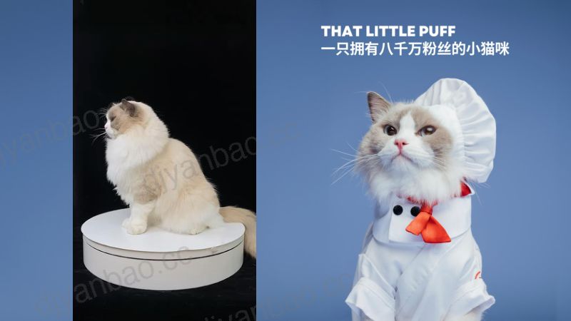 品牌出海全链路“品效合一”的制胜策略-张明驰 泡芙传媒-Foodaily FBIC2024 第2页