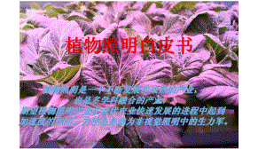 植物照明白皮书（55页）
